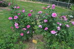 Reine des Violettes rose photo