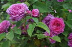 Reine des Centfeuilles rose photo