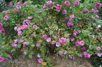 Reine des Centfeuilles rose photo