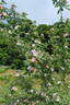 <i>Rosa sherardii</i> Davies rose photo