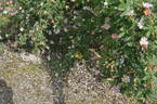 <i>Rosa sherardii</i> Davies rose photo
