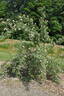 <i>Rosa sherardii</i> Davies rose photo