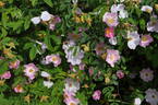 <i>Rosa marginata</i> Wallr. rose photo