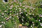 <i>Rosa marginata</i> Wallr. rose photo