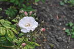 Petite de Terre Franche rose photo
