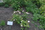 Petite de Terre Franche rose photo