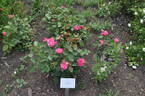 Melrose rose photo