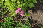 Princesse Violette rose photo