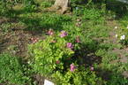 Princesse Violette rose photo