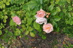 Rose of Hope rose photo