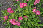 Rivierenhof rose photo
