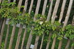 Basané rose photo