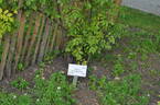 Basané rose photo