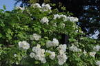 Neige d'Avril rose photo