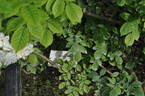 Neige d'Avril rose photo