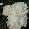 Henry Sass peony photo