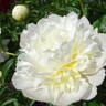 Henry Sass peony photo