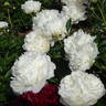 Henry Sass peony photo
