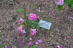L'Ami Maubray rose photo