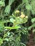 Ghislaine Feuerwerk rose photo