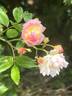 Ghislaine Feuerwerk rose photo