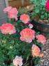 Oso Easy Italian Ice rose photo
