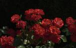 Crimson Meidiland rose photo