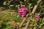 Futtaker Schlingrose rose photo