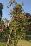 Futtaker Schlingrose rose photo