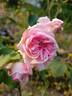 Secretaris Zwart rose photo