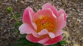 Abalone Pearl peony photo