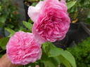 Baronesse rose photo