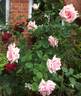 Warrawee rose photo