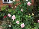 Warrawee rose photo