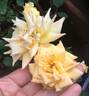 Double Gold ™ rose photo