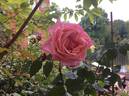 Geffel rose photo