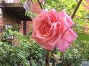 Geffel rose photo