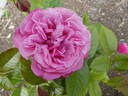 Eudora rose photo