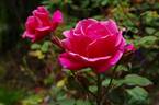 Tallyho rose photo
