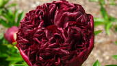 Red Grace peony photo