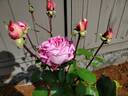 Love Call rose photo