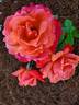Cathedral Splendour rose photo