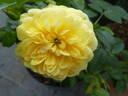 Yellow Meilove rose photo