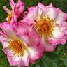 Sweet Vivien rose photo