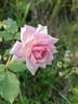 Madame Segond Weber rose photo