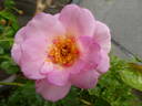 Orienta rose photo