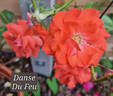 Danse du Feu rose photo