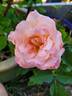 Royal Ballgown rose photo