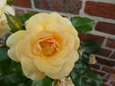 Atco Royale rose photo