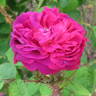 Aristobule rose photo